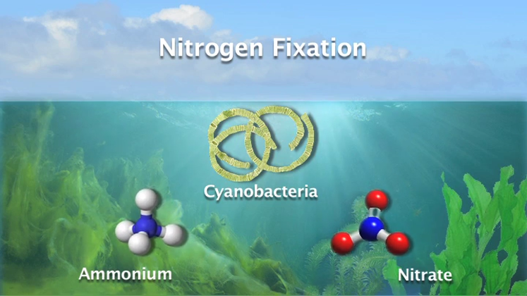 Still large tp 2 cyanobakterien engl final